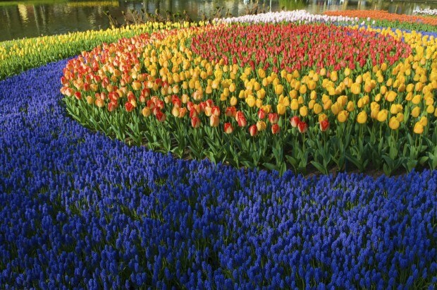 holanda lisse