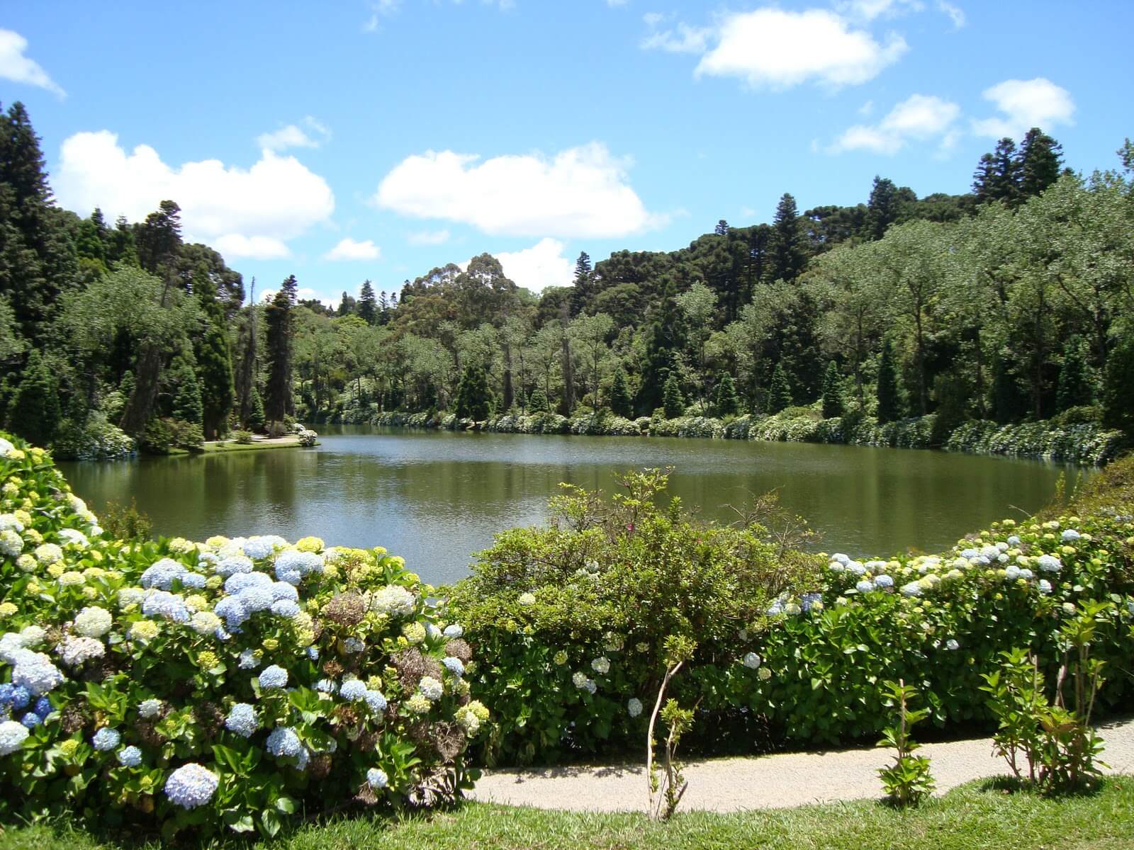 FLORESTA NEGRA 2