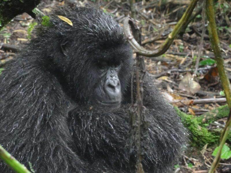 ruanda DSC01357