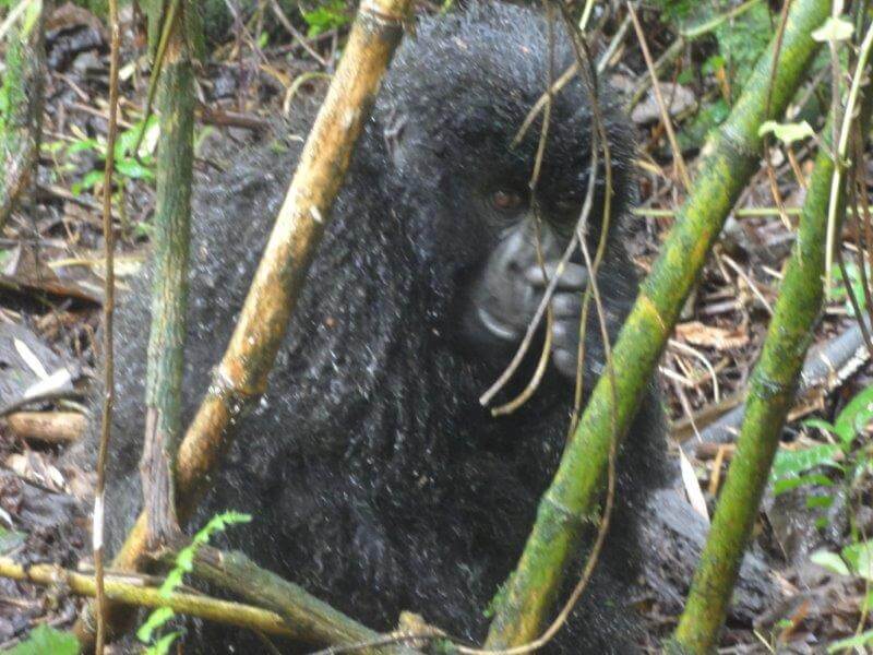 ruanda DSC01388