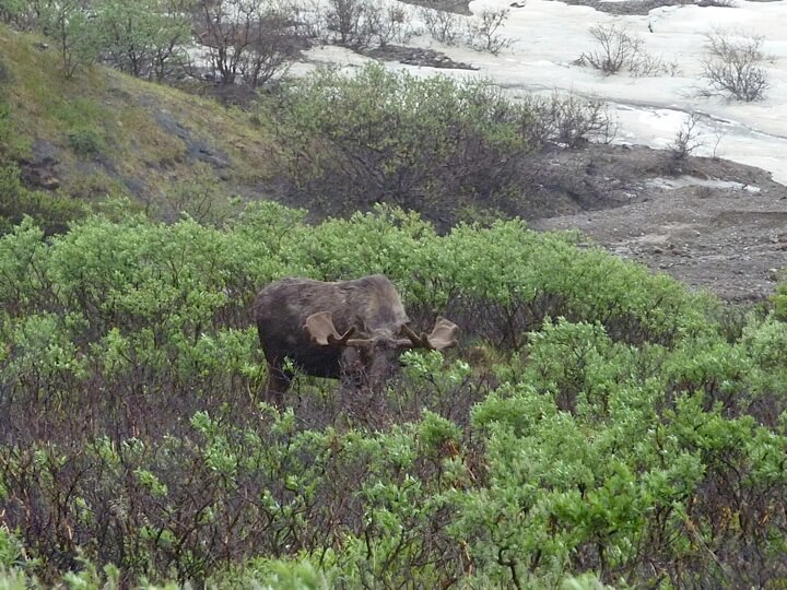 alaska 16