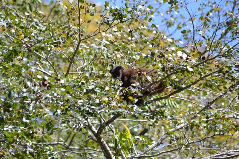 Macaco-prego avistado durante passeio em Brotas Foto: EcoAção