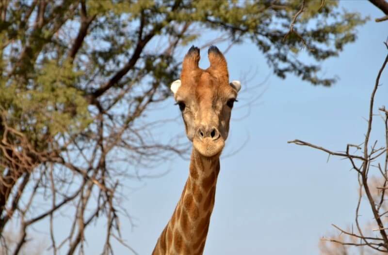 A simpática girafa na África do SulFoto: Fernanda Fleury