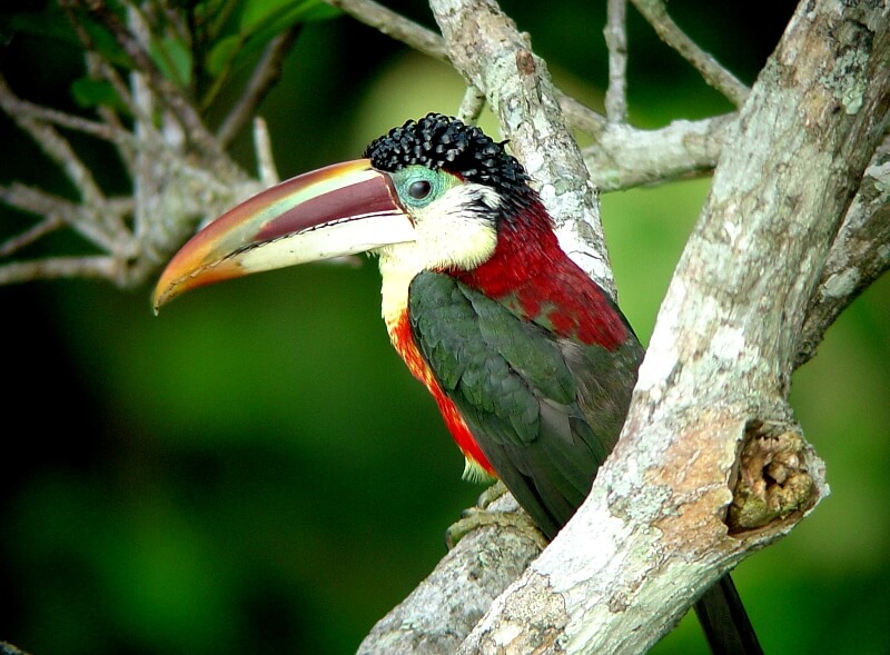 RFB Cristalino Jungle Lodge - Curl-crested Aracari (Pteroglossus beauharnaesii) - Will and Gill Carter
