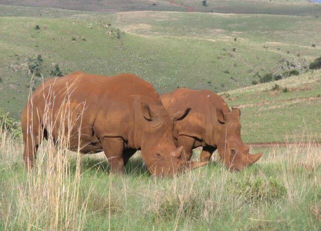 rhinos_at_rhino_lion_nature_reserve