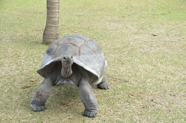 seychelles3 tartatura