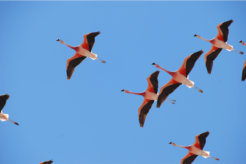 Atacama Flamingos by haa