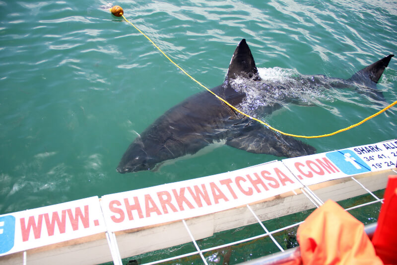shark2
