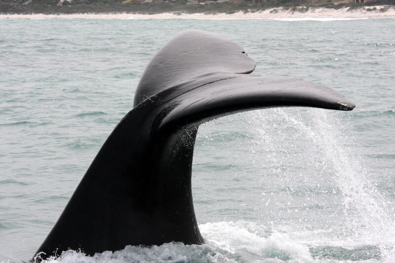 whale1