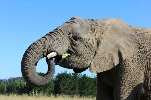 Knysna Elephant Park Knysna Elephant Park