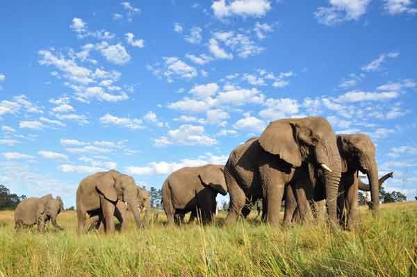 Knysna Elephant Park Knysna Elephant Park