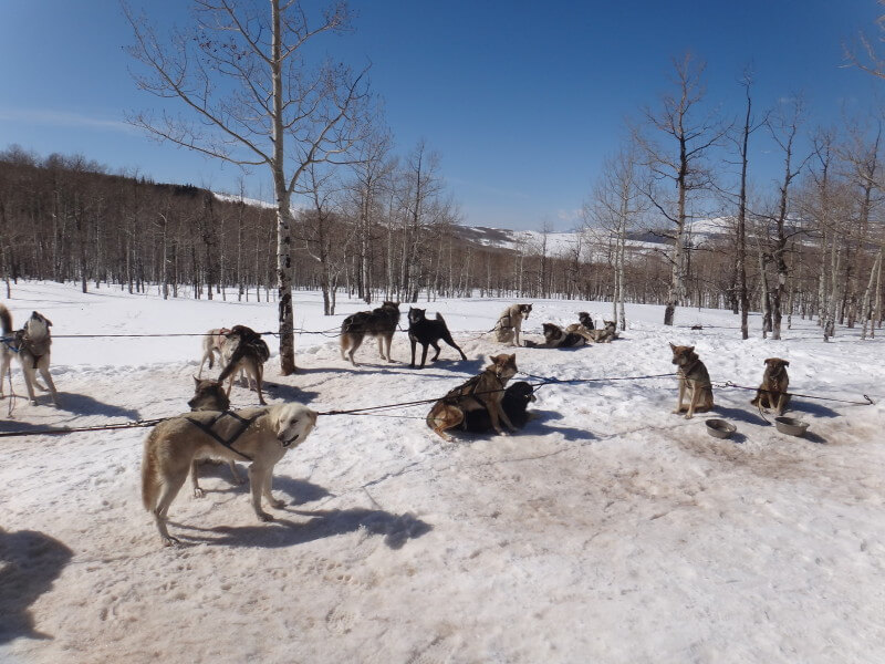 Dog sledding - Vail