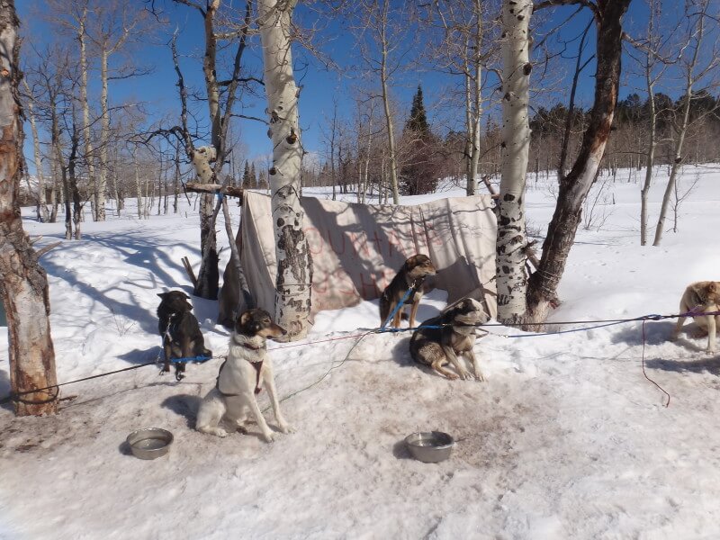 Dog sledding - Vail