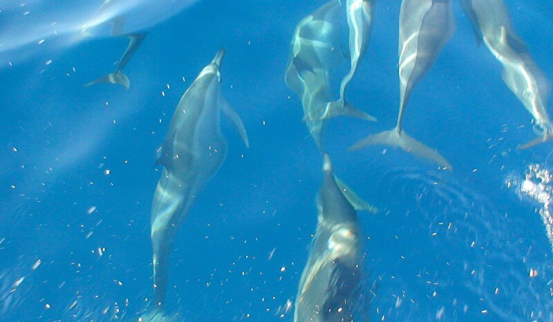 golfinhos zanzibas