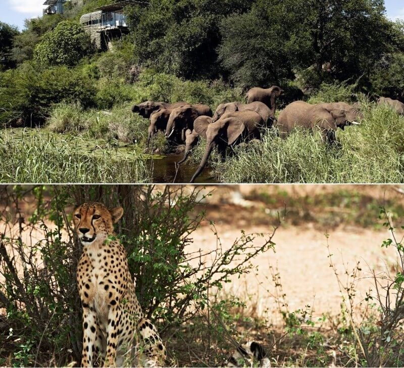 Singita Lebombo