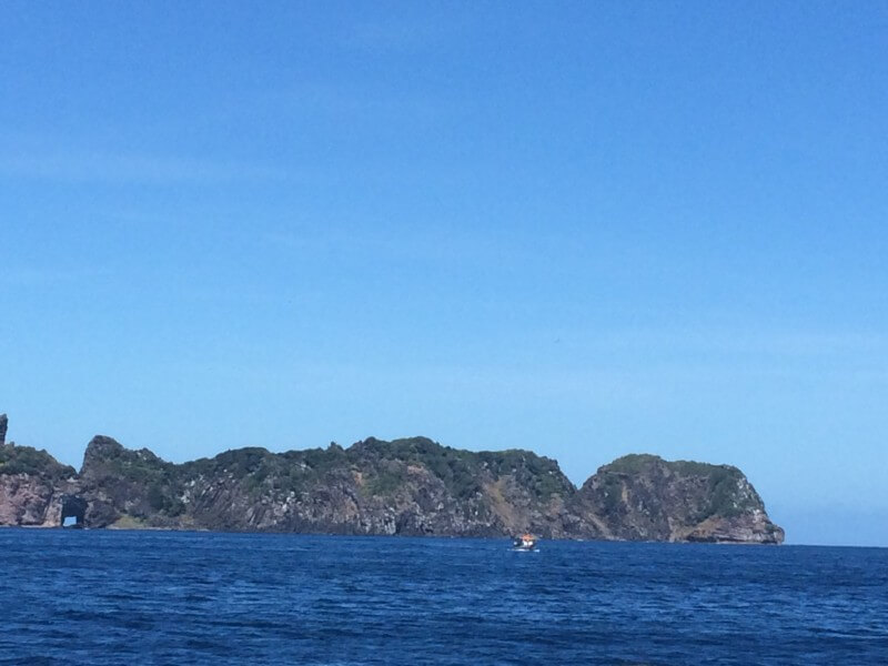 BarcoGolfinhos