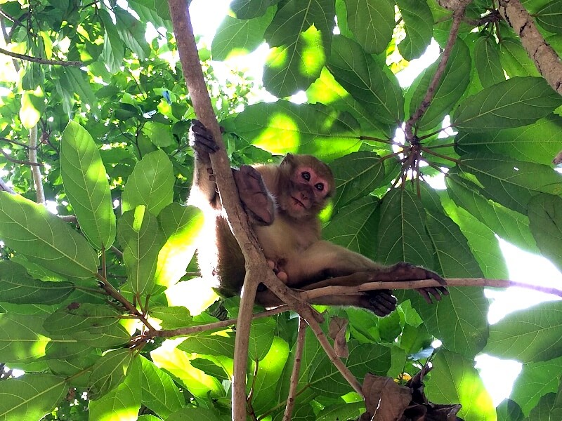 Macaquinho em Erawan FallsFoto: Luiza Rodas