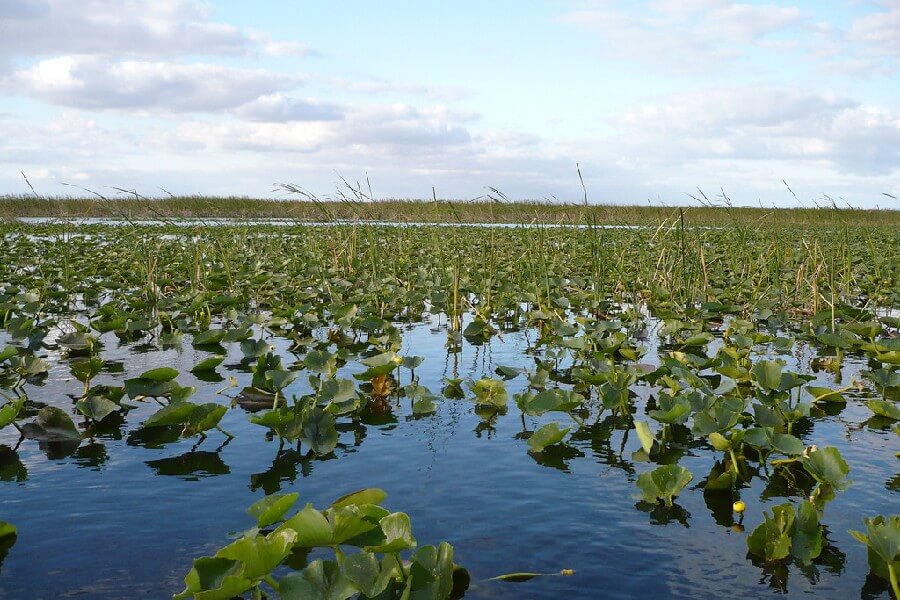 Everglades National ParkFoto: Reprodução