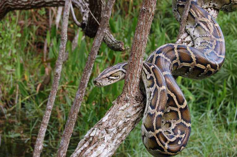 Everglades National ParkFoto: Reprodução