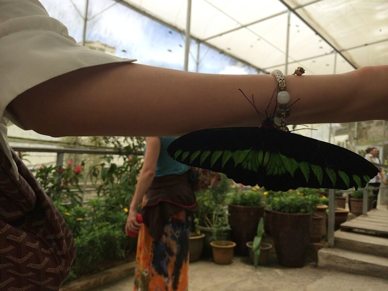 Borboleta em Cameron HighlandsFoto: Luiza Rodas