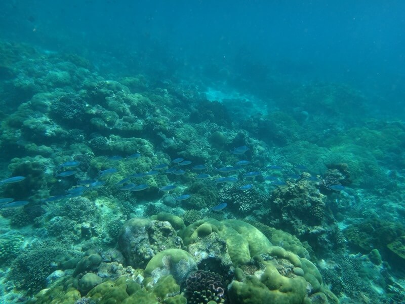 Snorkeling Foto: magari blu