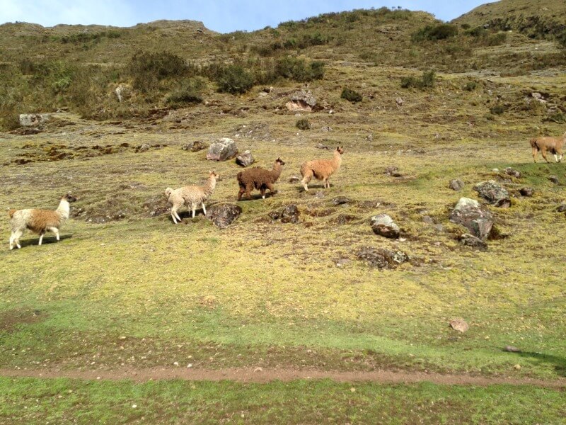 Em algum lugar entre Huacauhuasi e Patakancha, Vale de LaresNo dia da minha caminhada mais longa, 7 horas Chegamos a 4.450msmsFoto: Rogeria Pinheiro