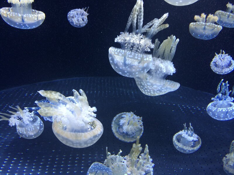 SEA AquariumFoto: Luiza Rodas