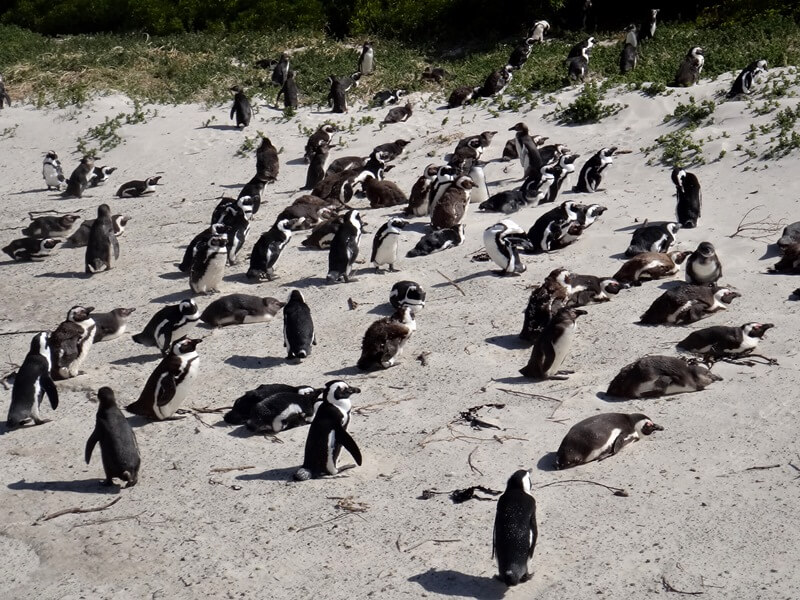 Os pinguins em Boulders BeachFoto: magari blu
