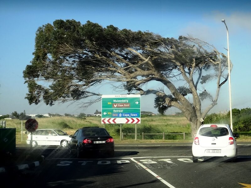 Em Cape Town venta tanto que nem as árvores escapamFoto: magari blu