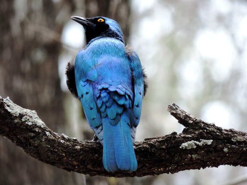 Algumas aves lindas no NgalaFoto: magari blu