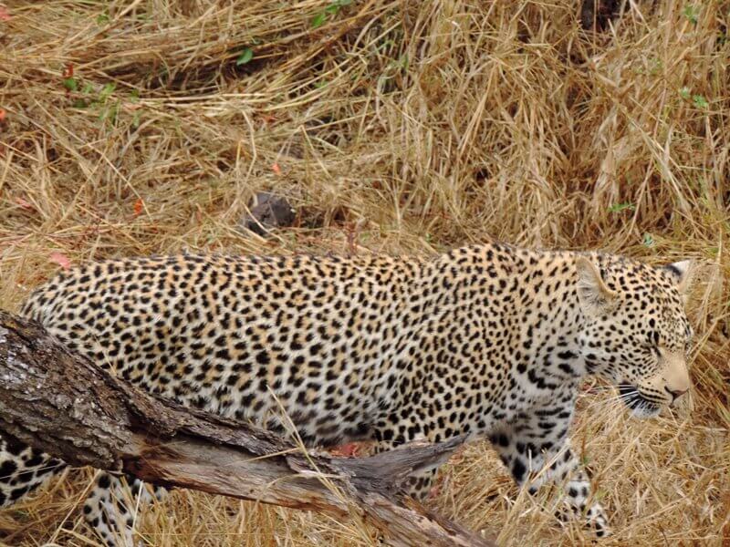 Leopardo bem pertinhoFoto: magari blu