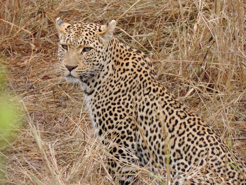Tem animal mais lindo?Foto: magari blu