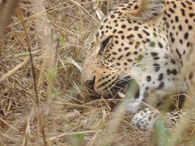 A mãe leopardo estava devorando uma presaFoto: magari blu