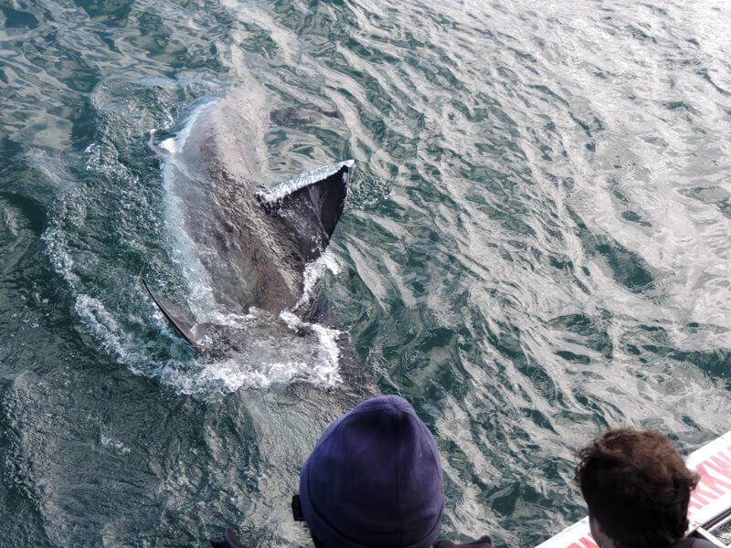 Alguns cliques do animal perto do barco e da gaiolaFoto: magari blu