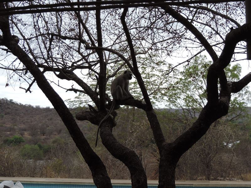 Junto à piscina e ao restaurante:Um visitante louco para roubar comida!Foto: magari blu