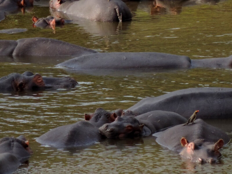 Eles ficam assim, amontoadinhosparecendo pedras no rioFoto: magari blu