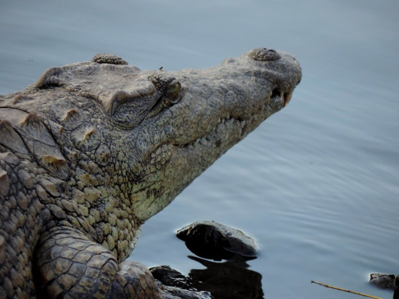 Crocodilo descansando...Foto: magari blu
