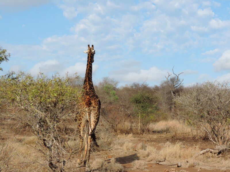 Là vai a elegante girafa...Foto: magari blu
