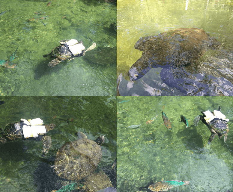Theater of The SeaFoto: Blog Viva Miami