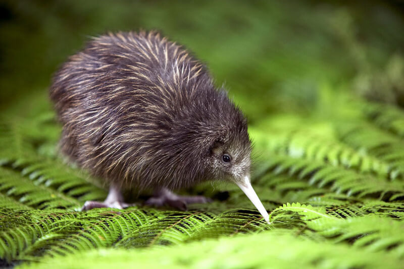 Kiwi bird, o símbolo do país Foto: Reprodução