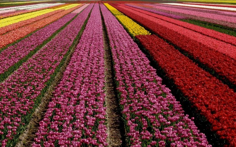 Keukenhof Foto: Reprodução