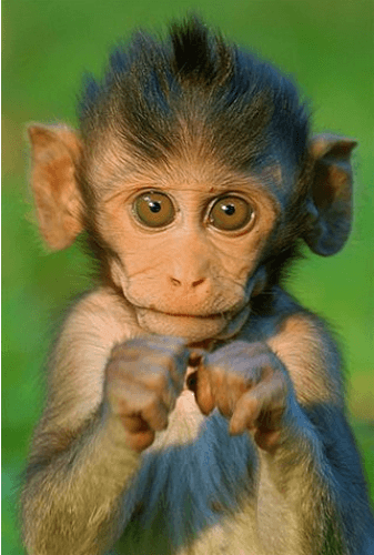 Bush Babies - Monkey Sanctuary Foto: Divulgação