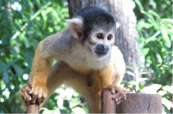 Bush Babies - Monkey Sanctuary Foto: Divulgação