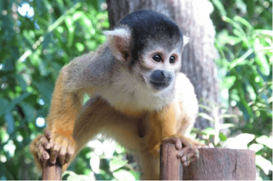 Bush Babies - Monkey Sanctuary Foto: Divulgação