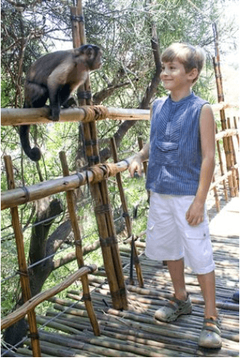Bush Babies - Monkey Sanctuary Foto: Divulgação
