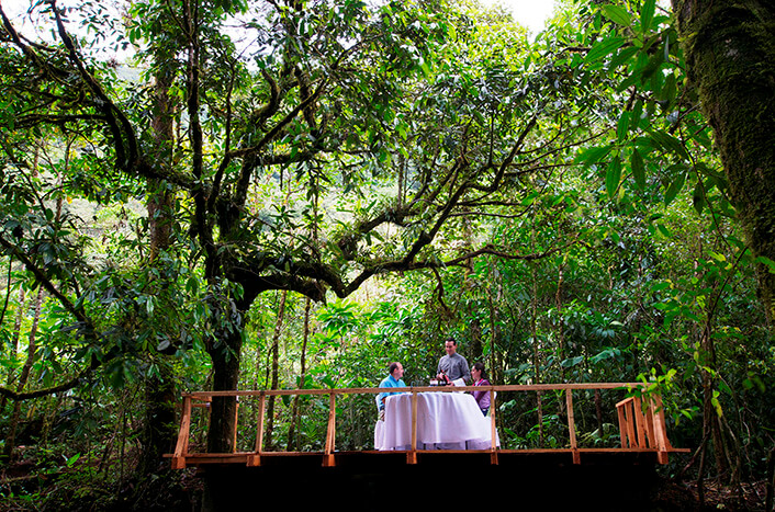 Almoço na floresta Foto: Divulgação