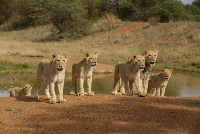 Ukutula Lion Park & Lodge Foto: Divulgação