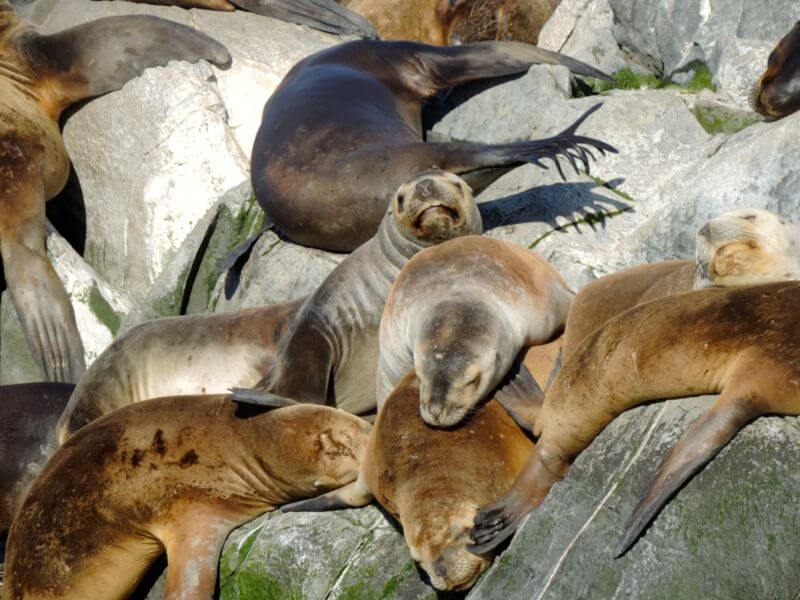 Isla de los Lobos