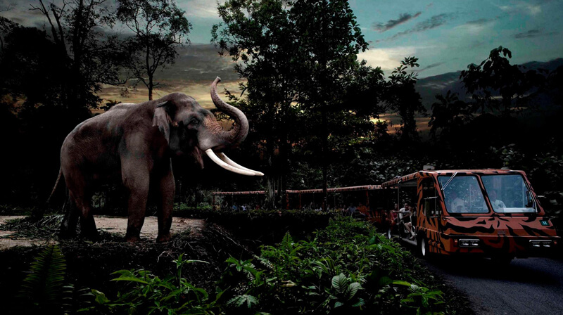Night SafariFoto: Teresa Perez Tours