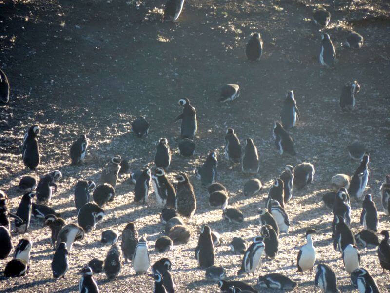 Pinguinera